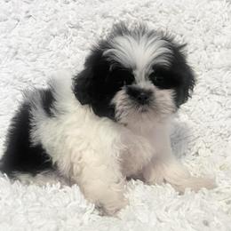 AKC Loco - Black and white male Shih Tzu puppy in Greenville, South Carolina from Babyface Shih Tzu