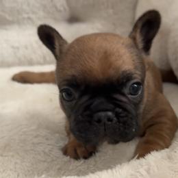 Garth - Fawn male French Bulldog puppy in Warm Springs, Arkansas from Seven Hills Arkansas