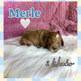 Merle - Red male Cavapoo puppy in Runaway Bay, Texas from Green Ranch Doodles
