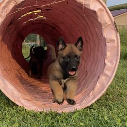 Belgian Malinois and German Shepherd Puppies from Madhouse’s Belgian Malinois and German Shepherds