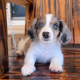 Romeo Akcpapers - Dapple male Dachshund puppy in Kennedale, Texas from Puppiesnat