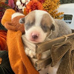 Maple - Blue female Pembroke Welsh Corgi puppy in Paxton, Illinois from McGovern Family Corgis
