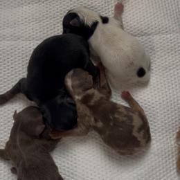 Chocolate merle - Chocolate, tan and white female Yorkshire Terrier puppy in Norfolk, Virginia from Kandi’s Precious Pups