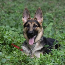 German Shepherds from NuLeaf German Shepherds