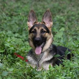 German Shepherds from NuLeaf German Shepherds