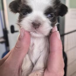 Ethel - Liver and white female Shih Tzu puppy in Green Valley Lake, California from All American Shih Tzu Puppies