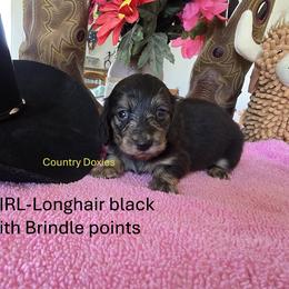 LHG - Black female Dachshund puppy in Cedar City, Utah from Country Doxies