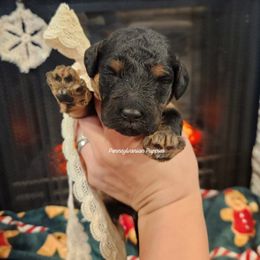 Gingerbread - Phantom female Goldendoodle puppy in Pennsylvania from Pennsylvanian Puppies