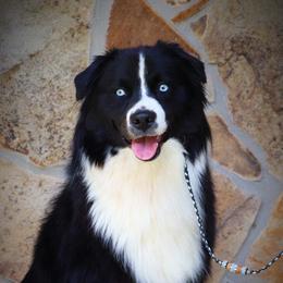 Miniature Australian Shepherds from Tin Rag Australian Shepherds