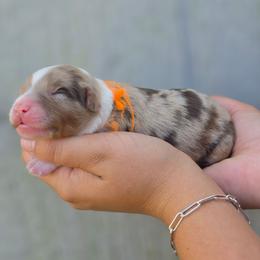 Hickory - Red merle male Aussiedoodle puppy in Lithia, Florida from Waterford Doodle Farm