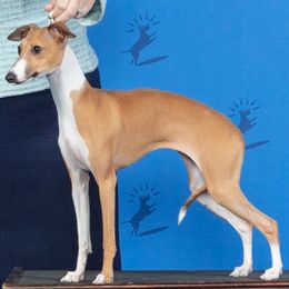 Italian Greyhound Puppies from Ruscelli Italian Greyhounds