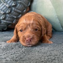 Lacey - Caramel red female Australian Labradoodle puppy in Citrus Heights, California from Elite Blend Labradoodles