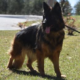 JoJo - German Shepherd