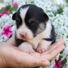 Blossom - Black and tan female Pembroke Welsh Corgi puppy in Pollock, Missouri from Northstar