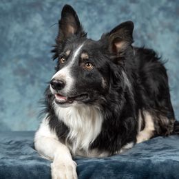 Joaquin - Border Collie