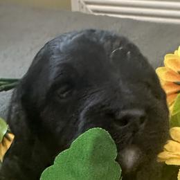 Milo - Black male Goldendoodle puppy in Waynesboro, Virginia from Forest Creek Kennel