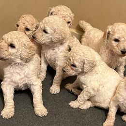 Poodles from Model Poodles