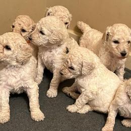 Poodles from Model Poodles