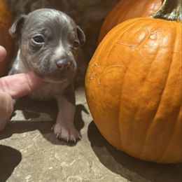 Blue - Blue and white male Teddy Roosevelt Terrier puppy in Cumming, Georgia from Barnett’s Rambling Terriers