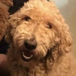 Honeybear - Goldendoodle