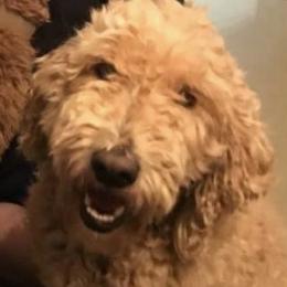 Honeybear - Goldendoodle