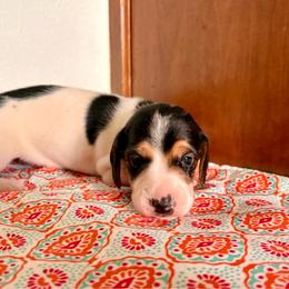 Judge - Piebald male Dachshund puppy in Woodlake, California from Wild West Weenies