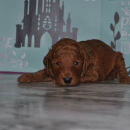 Poodle Puppies from Noblelee Kennel