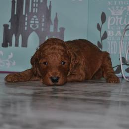 Poodle Puppies from Noblelee Kennel