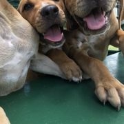 Black Mouth Cur, Dogo Argentino, and Miniature American Shepherd Puppies from Assemble