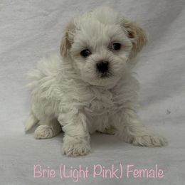 Brie - Cream female Shichon puppy in De Pere, Wisconsin from Kinzor Kennels