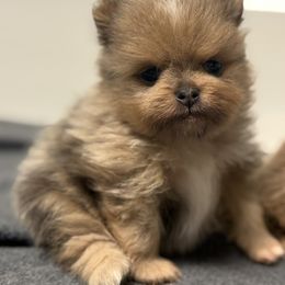 Boy 1 - Blue merle male Pomeranian puppy in Newport Beach, California from Exotic City Pomeranians and chihuahuas