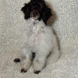 Rupert - Parti male Poodle puppy in Pueblo West, Colorado from Little Paws Poodles