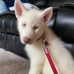 Siberian Huskies from Noemi's Siberian Huskies