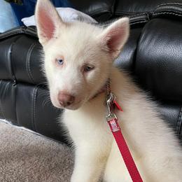 Siberian Huskies from Noemi's Siberian Huskies