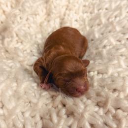 Boy 1 - male Goldendoodle puppy in Nacogdoches, Texas from Designer Doodles