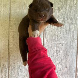 Girl 1 - Red and white female Siberian Husky puppy in Jonesborough, Tennessee from Dry Creek Siberians