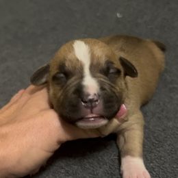 Mimosa - Red female American Staffordshire Terrier puppy in Marietta, Georgia from Ambition Amstaffs