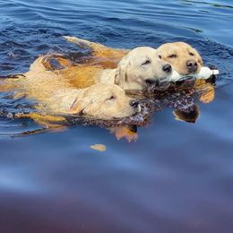 Labrador Retrievers from Joan Burroughs' Labrador Retrievers