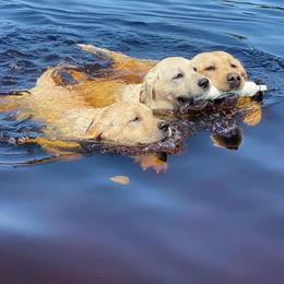 Labrador Retrievers from Joan Burroughs' Labrador Retrievers