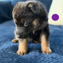 Flak - Black and red female German Shepherd puppy in Medical Lake, Washington from Nine Realms German Shepherds