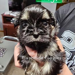 Luigi - Black and tan male Shih Tzu puppy in Lebanon, Missouri from Playhouse Puppies