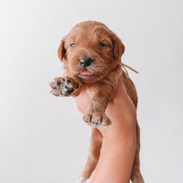 Liberty (Pink Collar) - Red  female Goldendoodle puppy in Beaverton, Oregon from Henry Elliots