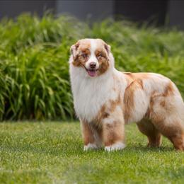 Bumble - Australian Shepherd