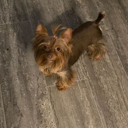 Coco - Yorkshire Terrier