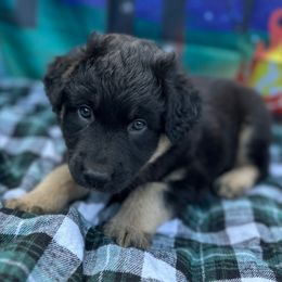 Ember - Black Collar - Black female Australian Shepherd puppy in San Marcos, California from Faith Family Freedom Farm