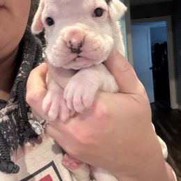 Ares Male 4 - White male Boxer puppy in Charleston, Arkansas from Guardian Kennels