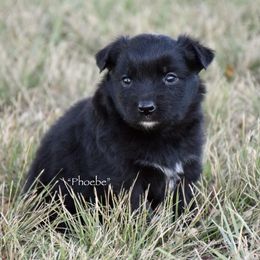 Phoebe - Black & white female Miniature Australian Shepherd puppy in Evant, Texas from Lazy VT Bar Ranch
