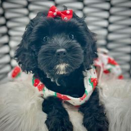Berry - Brown white and tan female Cockapoo puppy in Ocala, Florida from Top Notch Pupz
