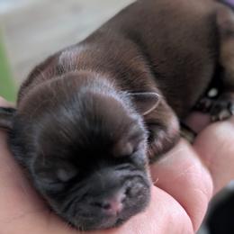 Brownie Girl - Red female Shih Tzu puppy in Lostant, Illinois from Bella's Babies