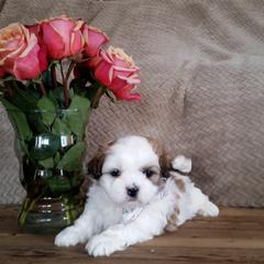 "Teddy Bear from Alijo & Axel" Aussiedoodle and Shichon Puppies from PTK Ranch
